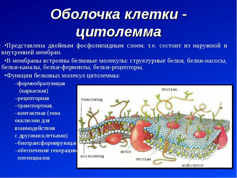 Оболочка клетки - цитолемма