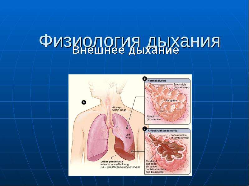 Презентация Физиология дыхания