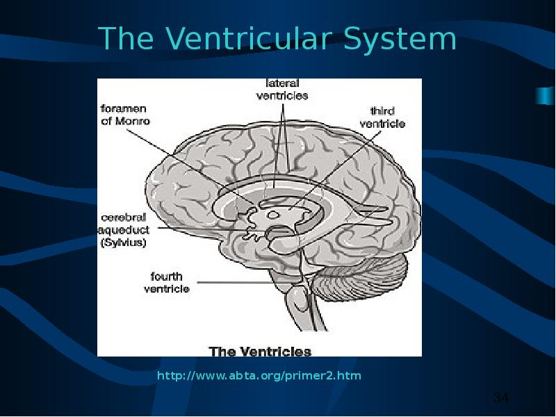 The Ventricular System