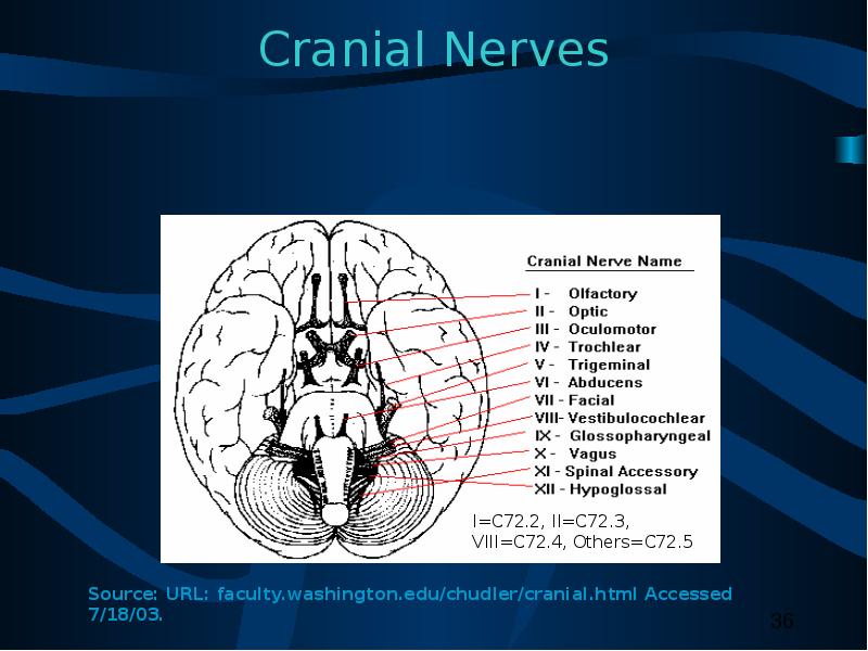 Cranial Nerves