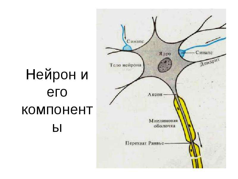 Нейрон и его компоненты