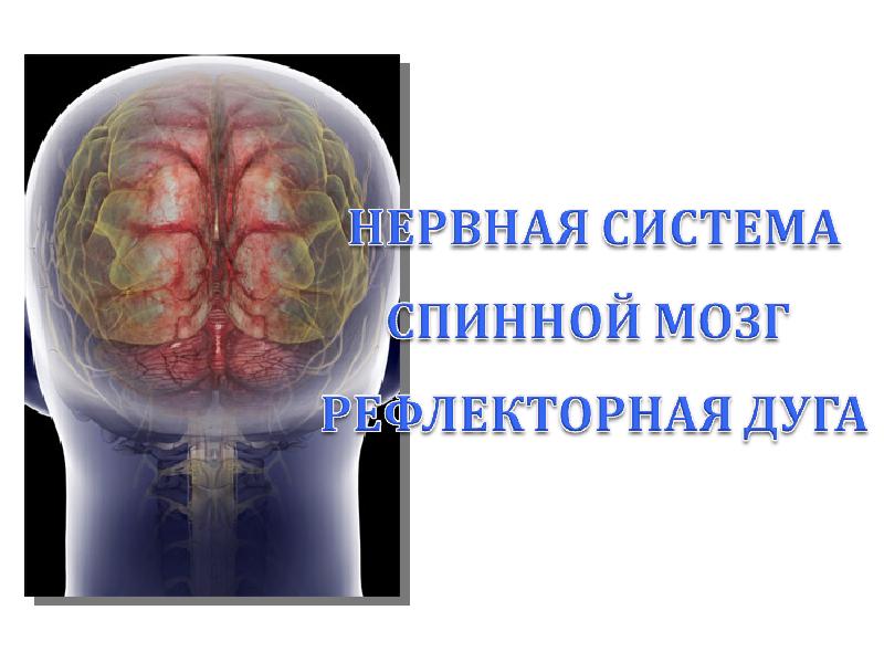 Презентация Функциональная морфология спинного мозга