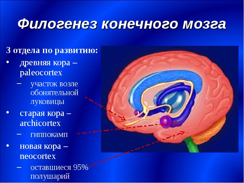 Филогенез конечного мозга