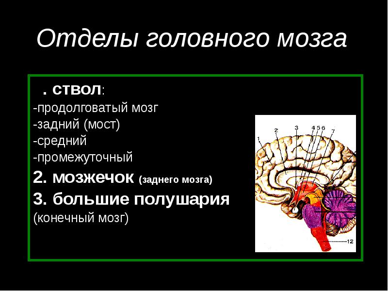 Отделы головного мозга .