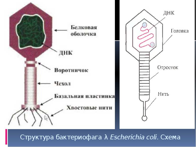 Структура бактериофага