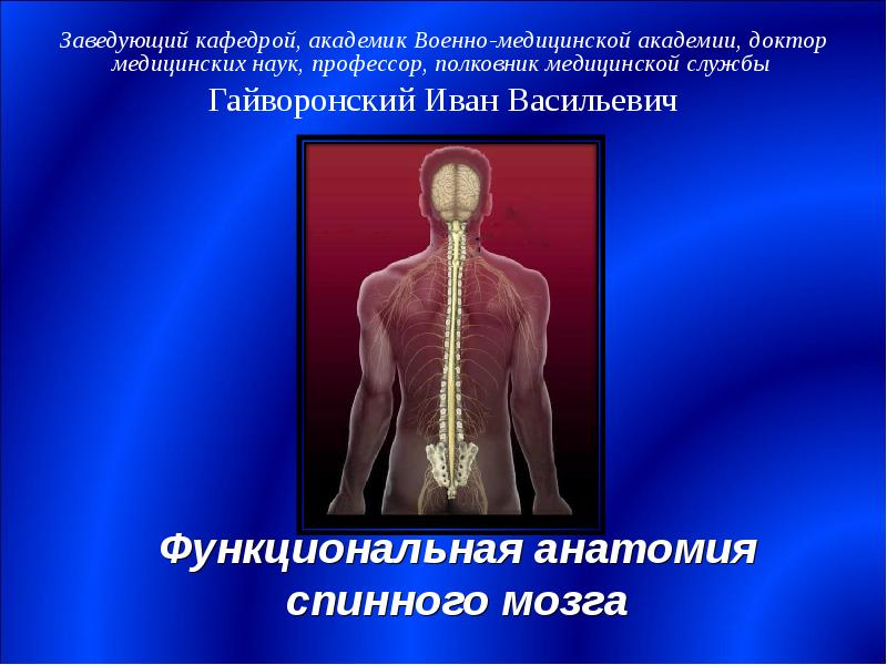 Презентация Функциональная анатомия спинного мозга