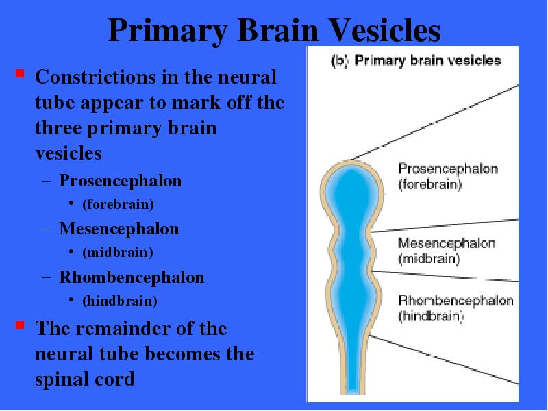 Primary Brain Vesicles