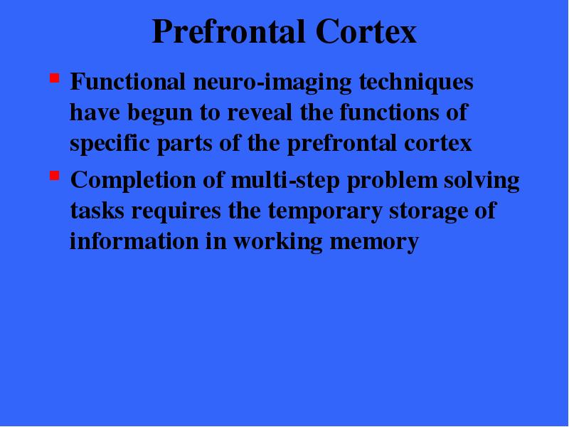 Prefrontal Cortex Functional