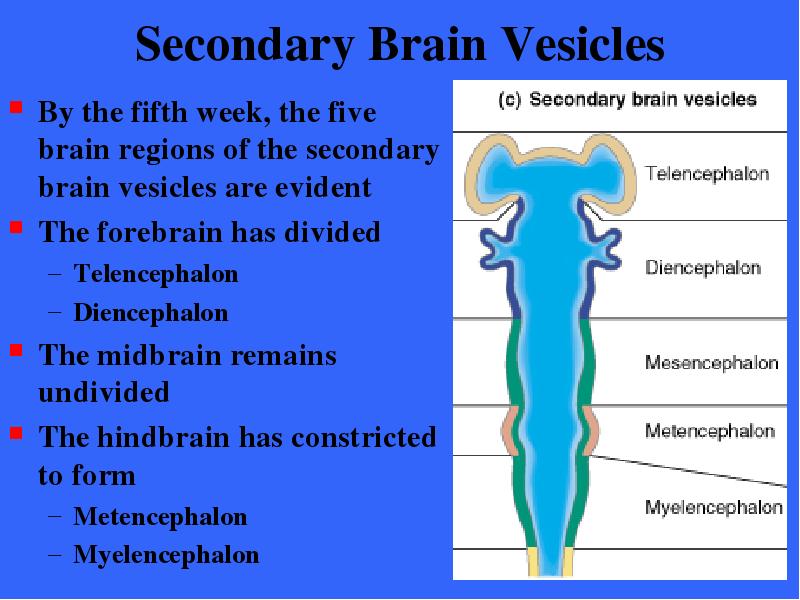 Secondary Brain Vesicles By