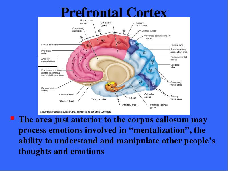 Prefrontal Cortex The area