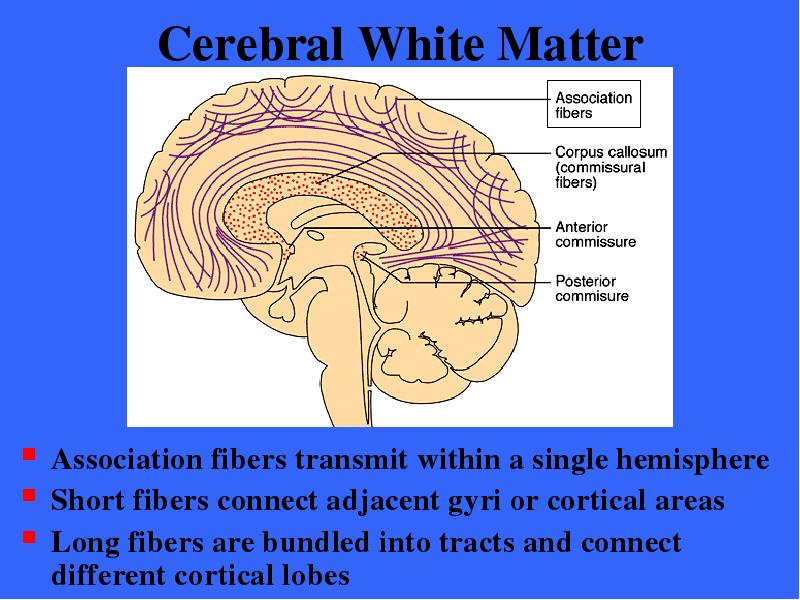 Cerebral White Matter