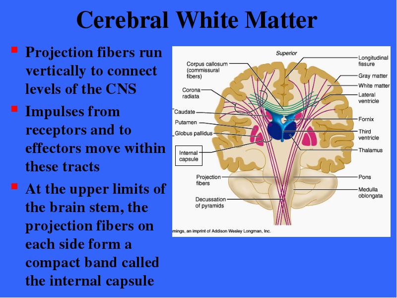 Cerebral White Matter