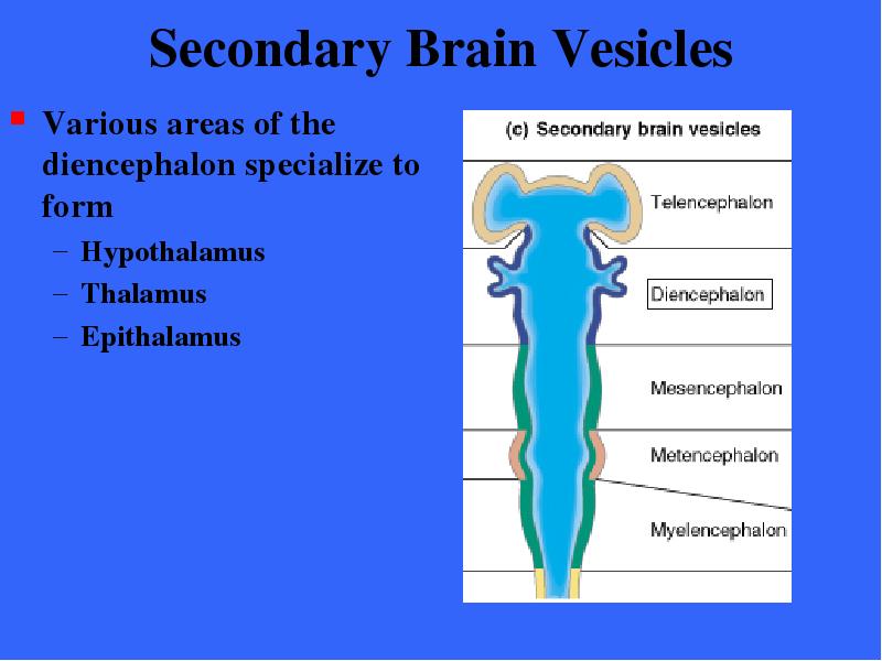 Secondary Brain Vesicles