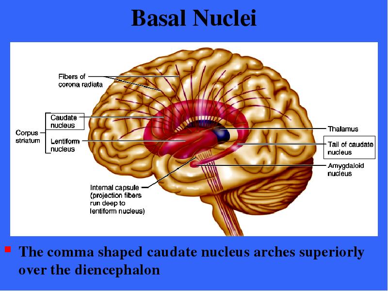 Basal Nuclei The comma shaped