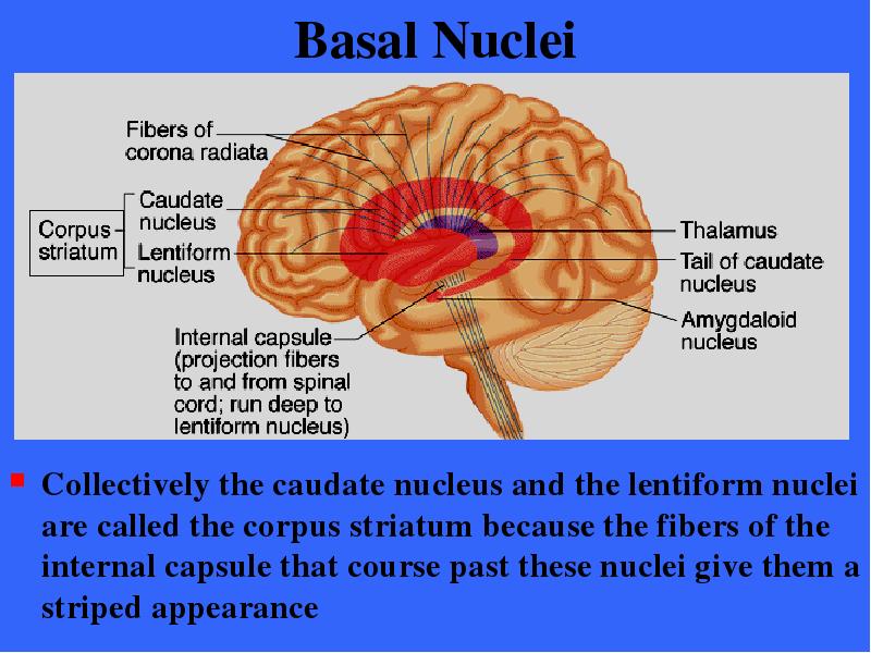 Basal Nuclei Collectively the