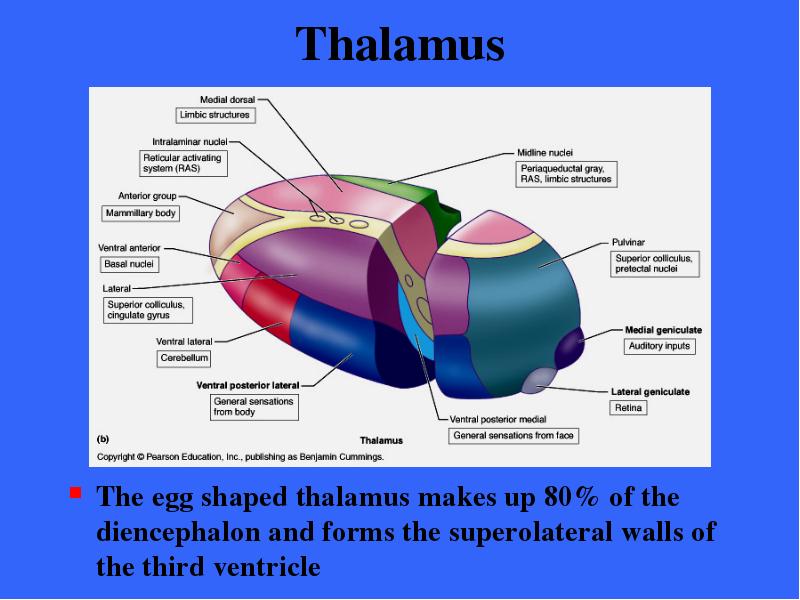 Thalamus The egg shaped