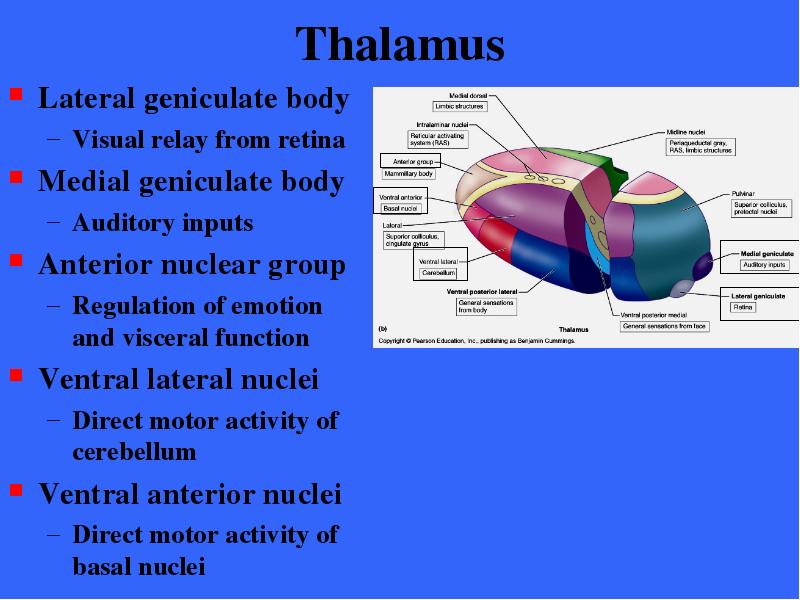Thalamus Lateral geniculate