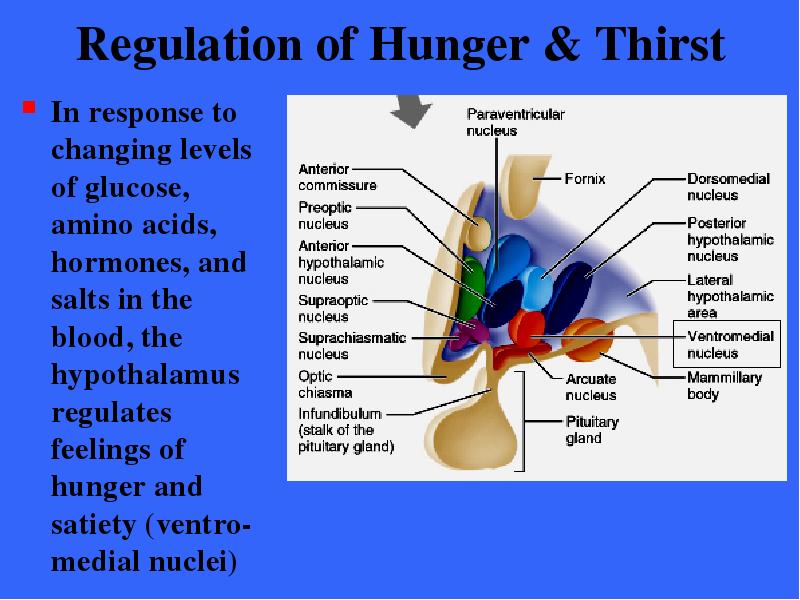 Regulation of Hunger amp