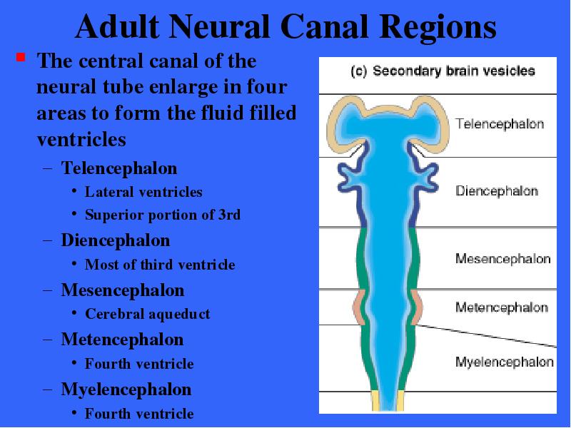 Adult Neural Canal Regions