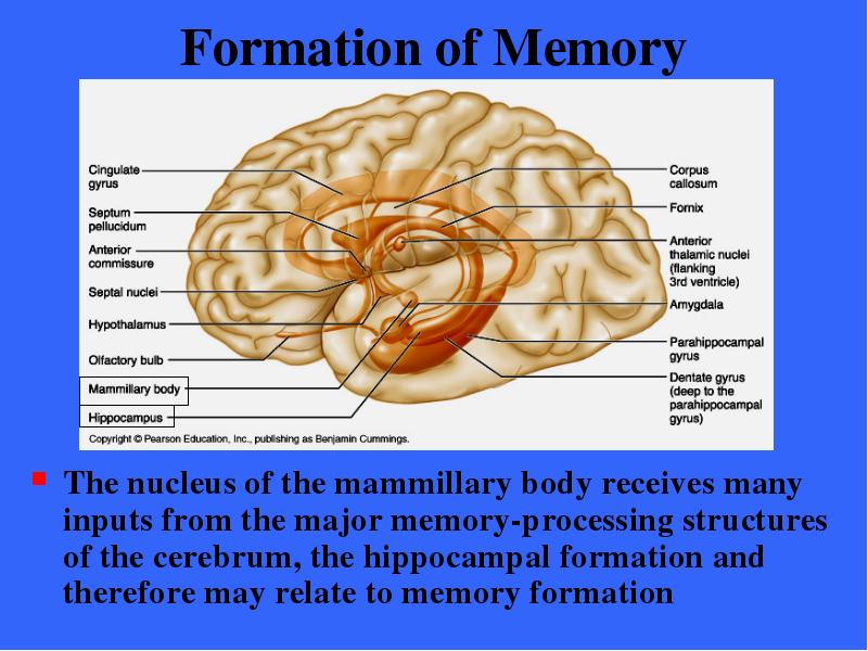 Formation of Memory The