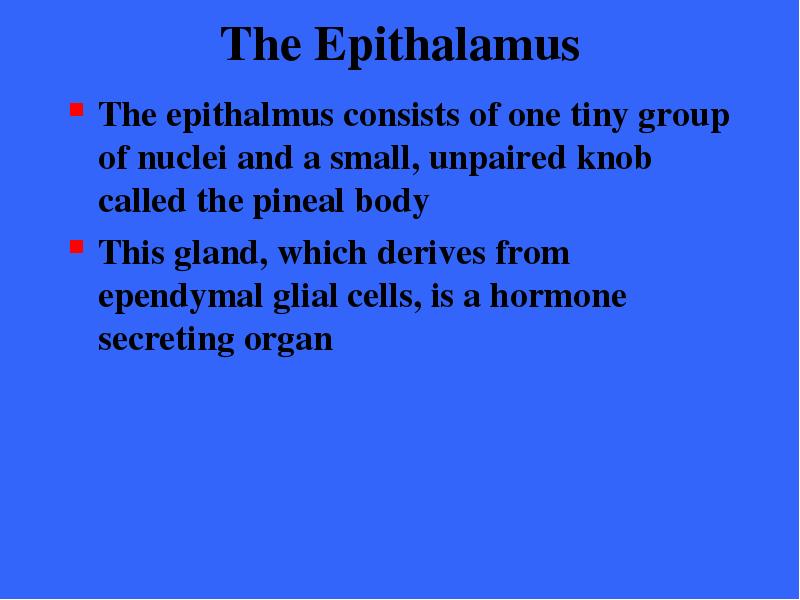 The Epithalamus The