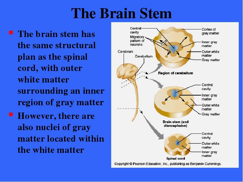 The Brain Stem The brain stem