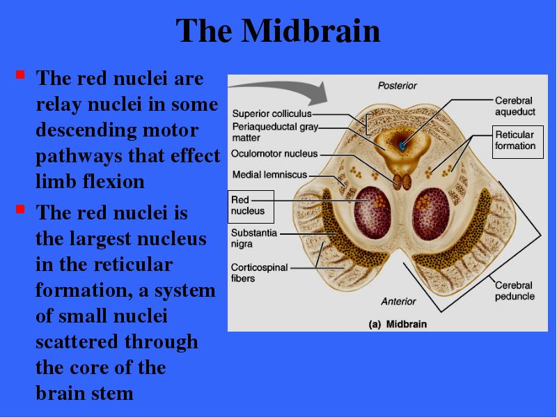 The Midbrain The red nuclei