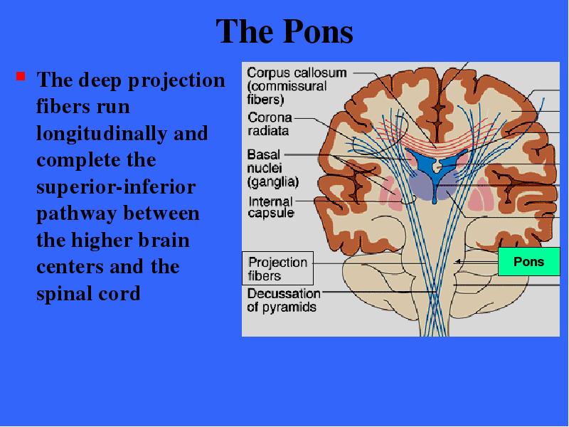 The Pons The deep projection