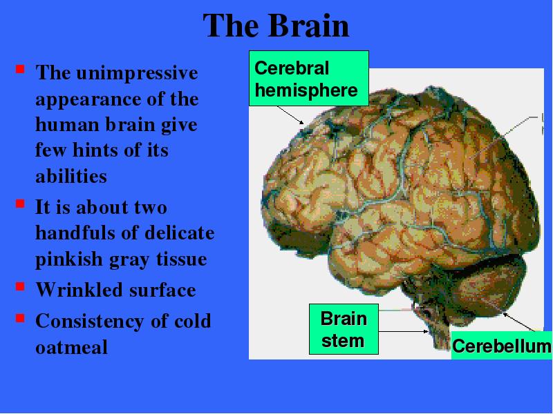 The Brain The unimpressive
