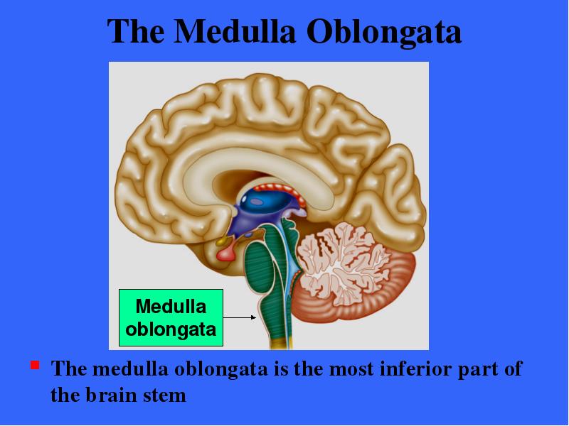 The Medulla Oblongata The