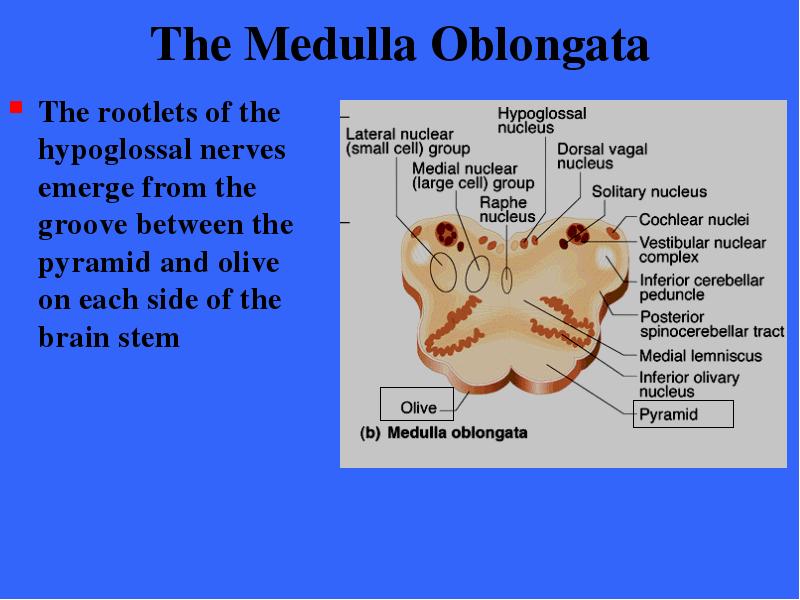 The Medulla Oblongata The