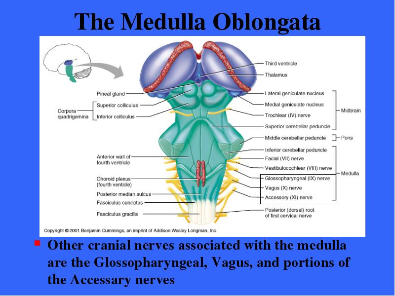 The Medulla Oblongata Other
