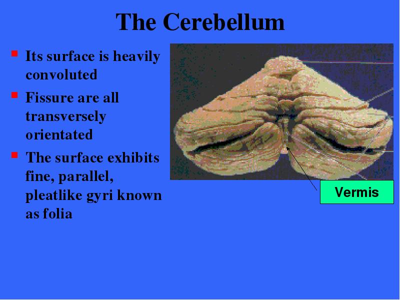 The Cerebellum Its surface is