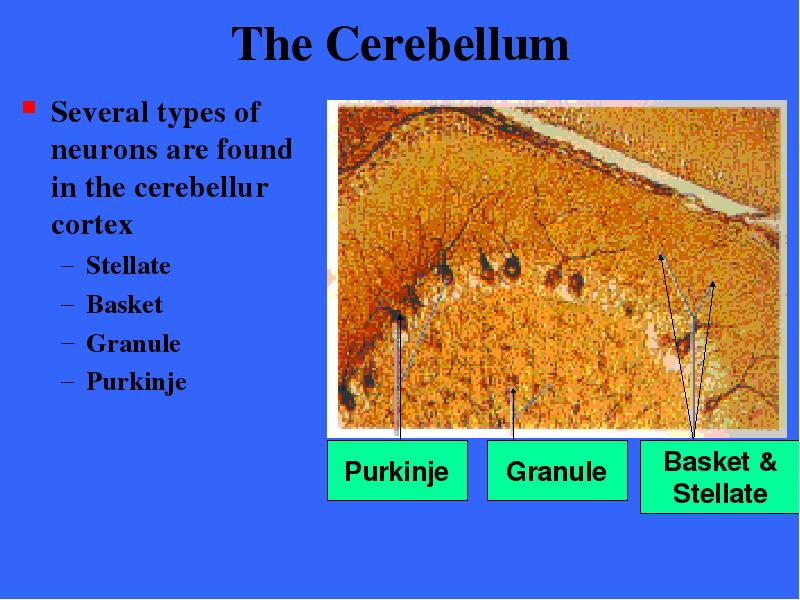 The Cerebellum Several types