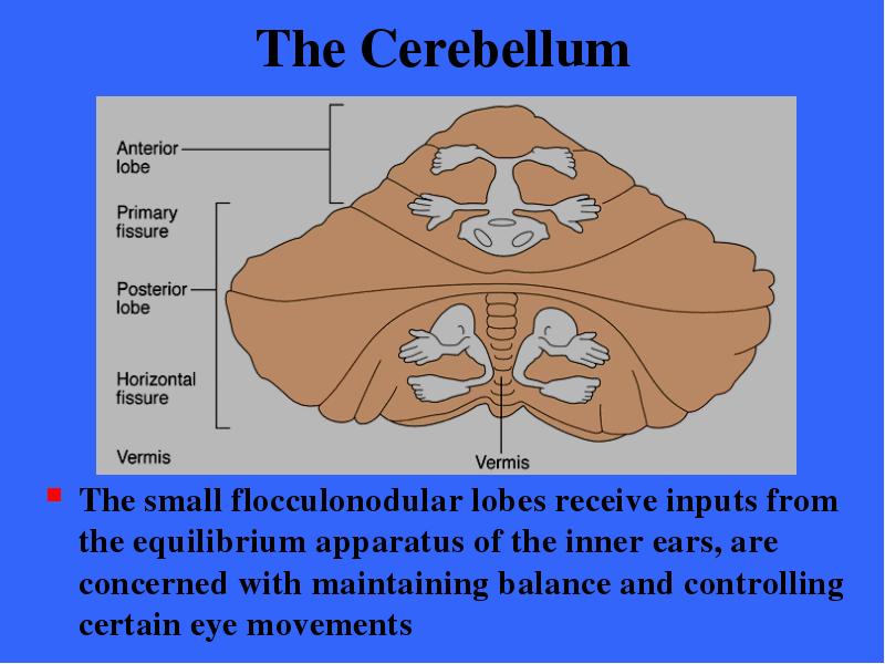 The Cerebellum The small