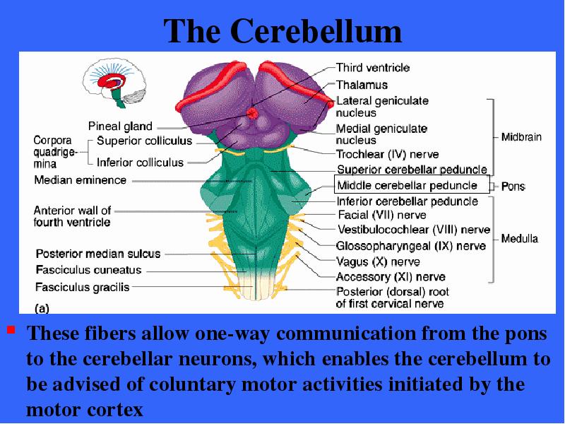 The Cerebellum These fibers