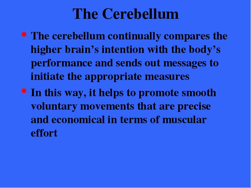 The Cerebellum The cerebellum