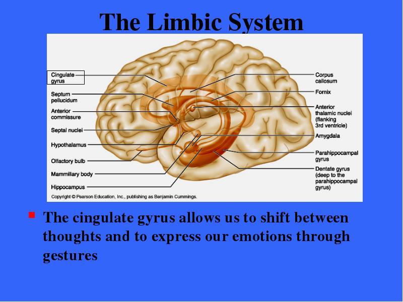 The Limbic System The