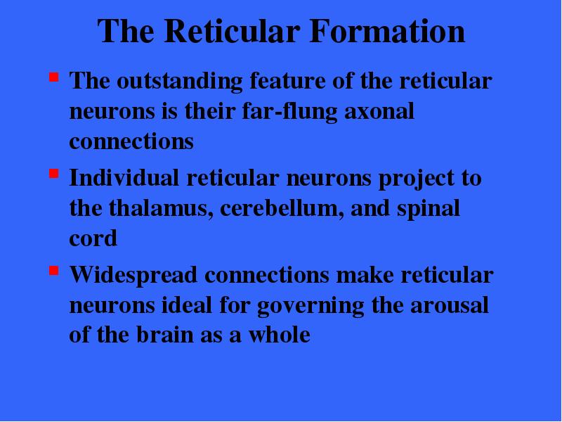 The Reticular Formation The
