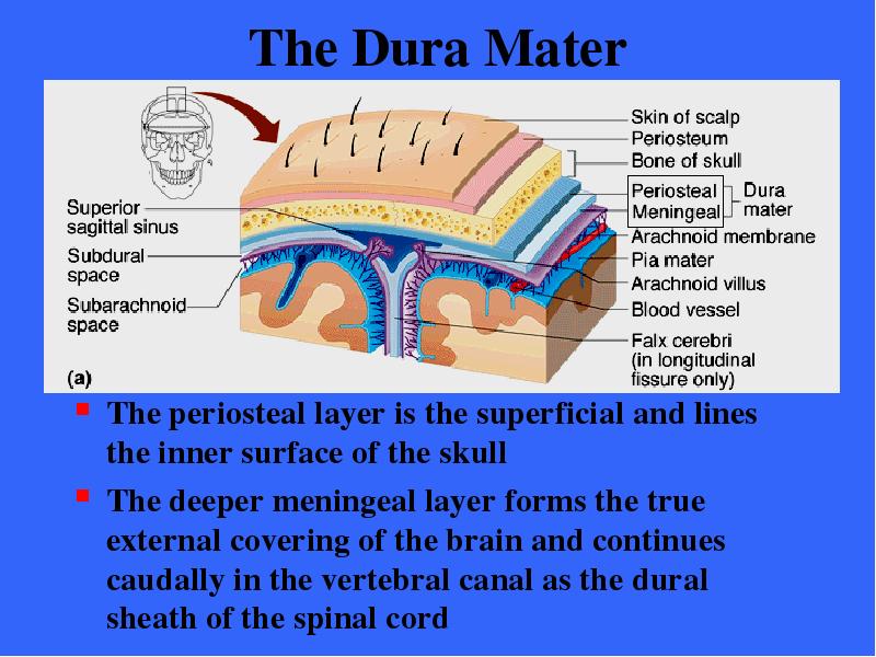 The Dura Mater The periosteal