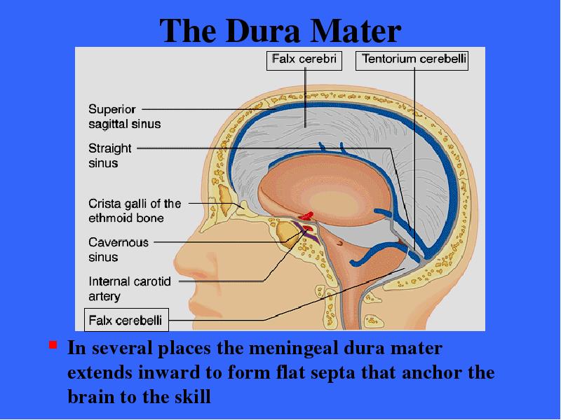 The Dura Mater In several
