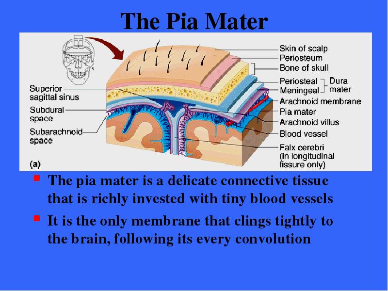 The Pia Mater The pia mater