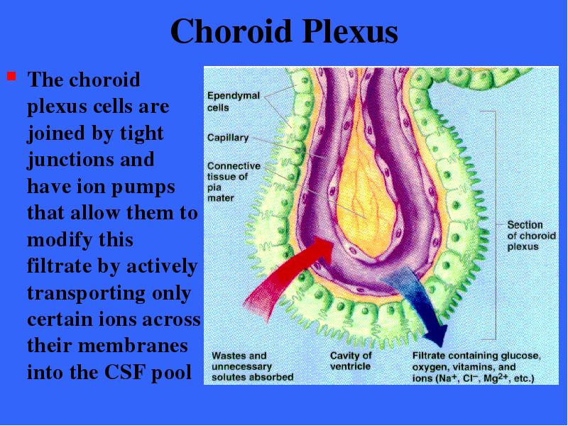 Choroid Plexus The choroid