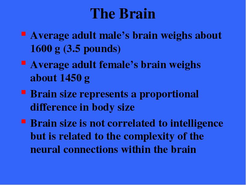 The Brain Average adult male