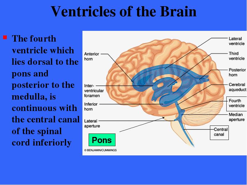 Ventricles of the Brain The