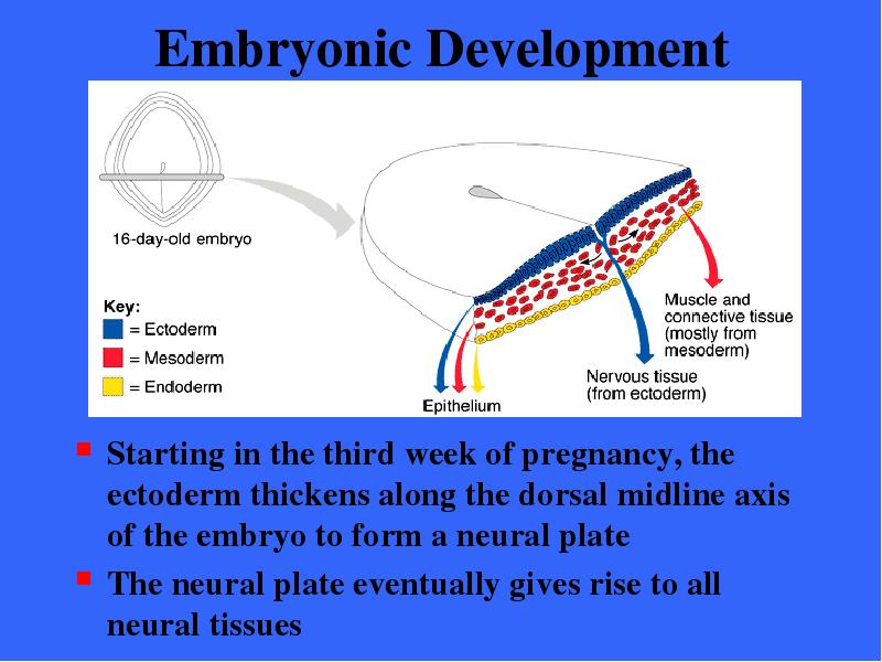 Embryonic Development