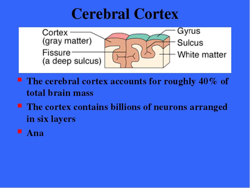 Cerebral Cortex The cerebral