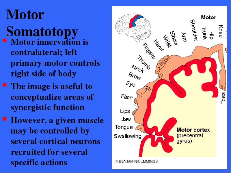 Motor Somatotopy Motor