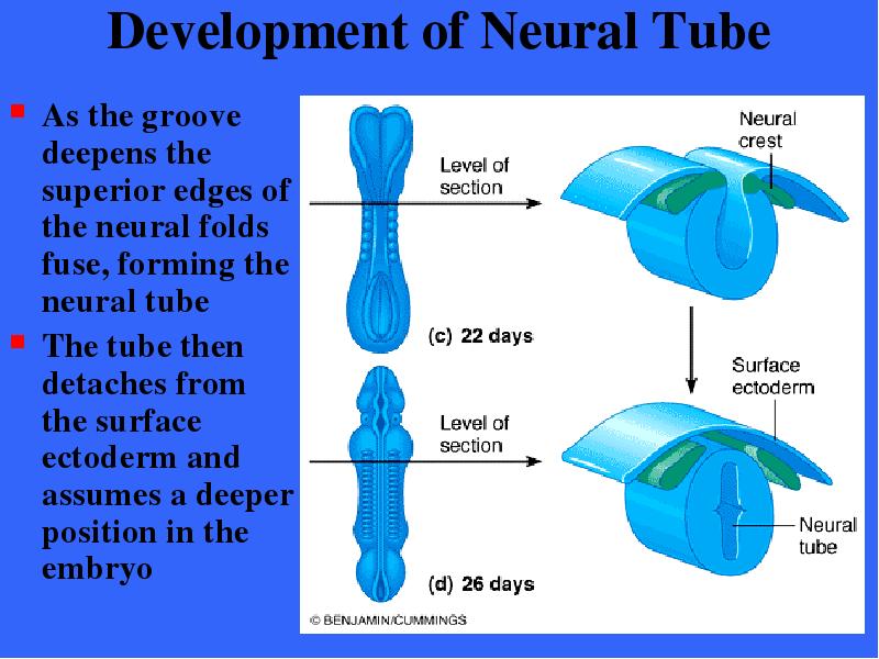 Development of Neural Tube As