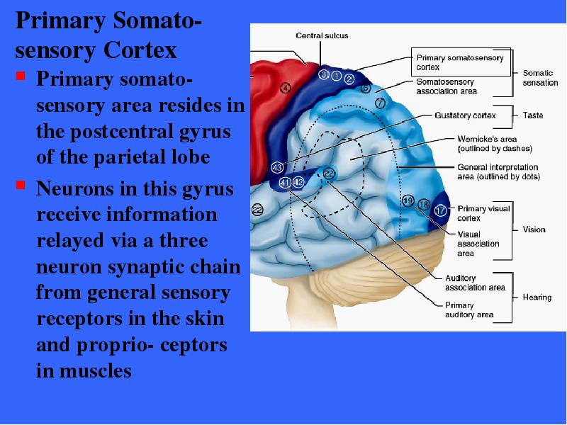 Primary Somato-sensory Cortex